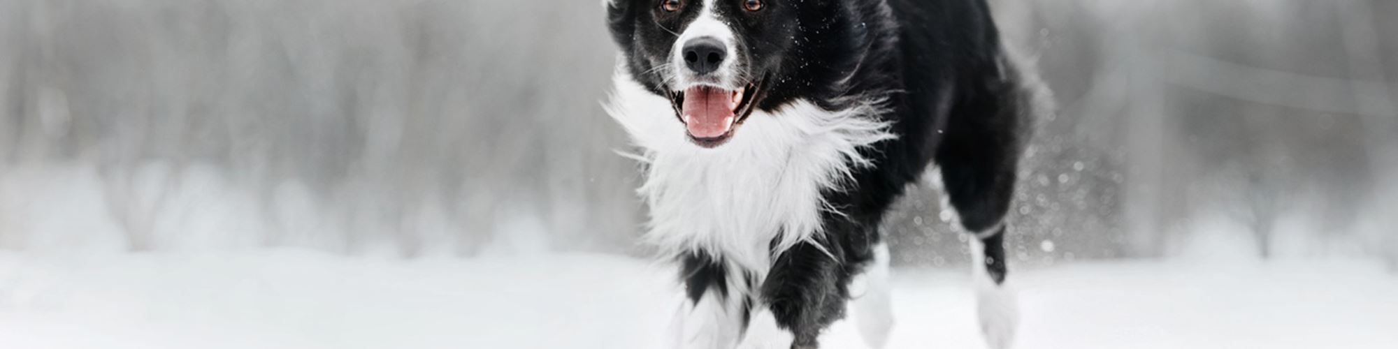 Encontro entre cão e fotógrafa enterrada na neve vence concurso internacional