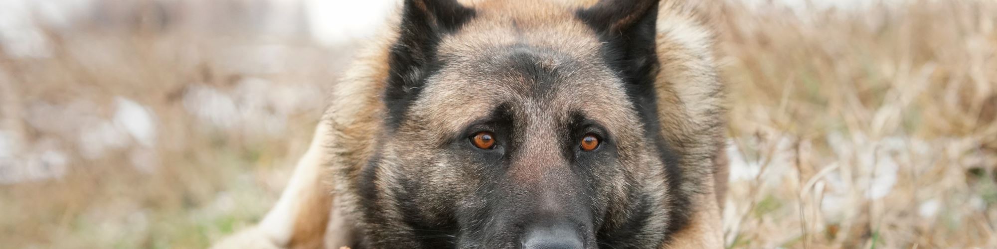 Cão sobrevive a míssil russo e é encontrado a chorar pela família