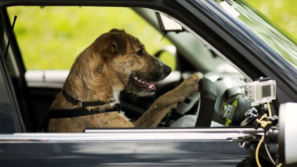 Estes cães conduzem automóveis...