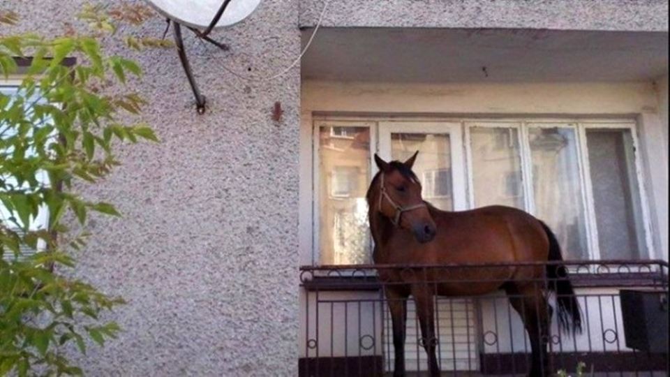 cavalo na varanda
