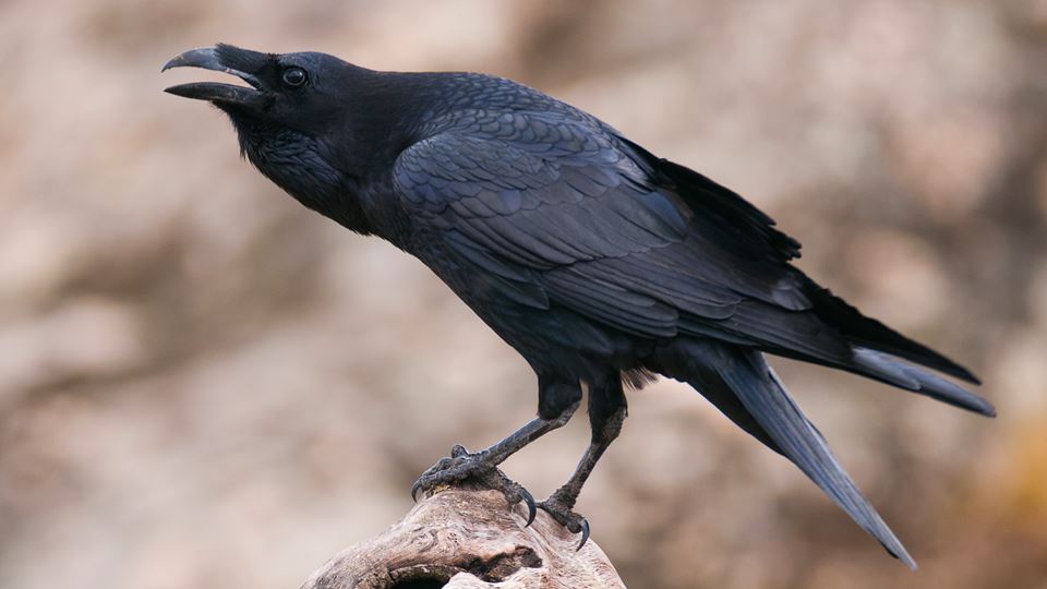 corvo destaque
