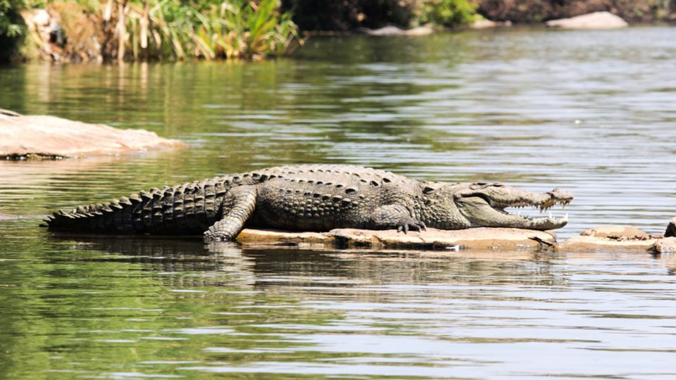 crocodilo em lago destaque