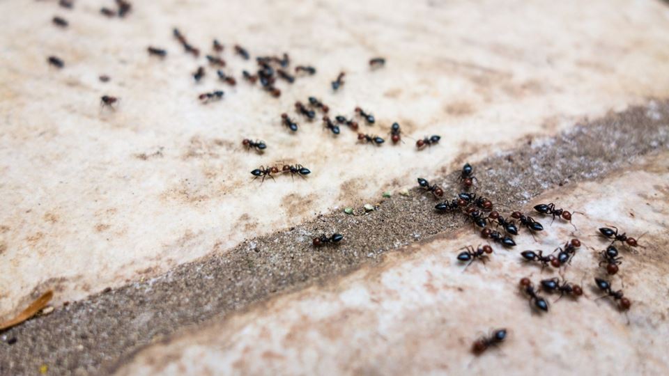 Formigas - Destaque