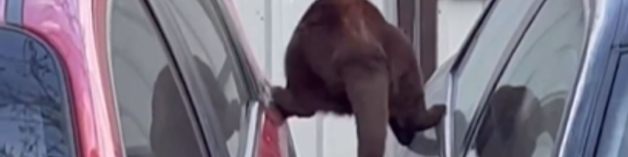 Gato protagoniza "Missão Impossível" e consegue andar entre dois carros