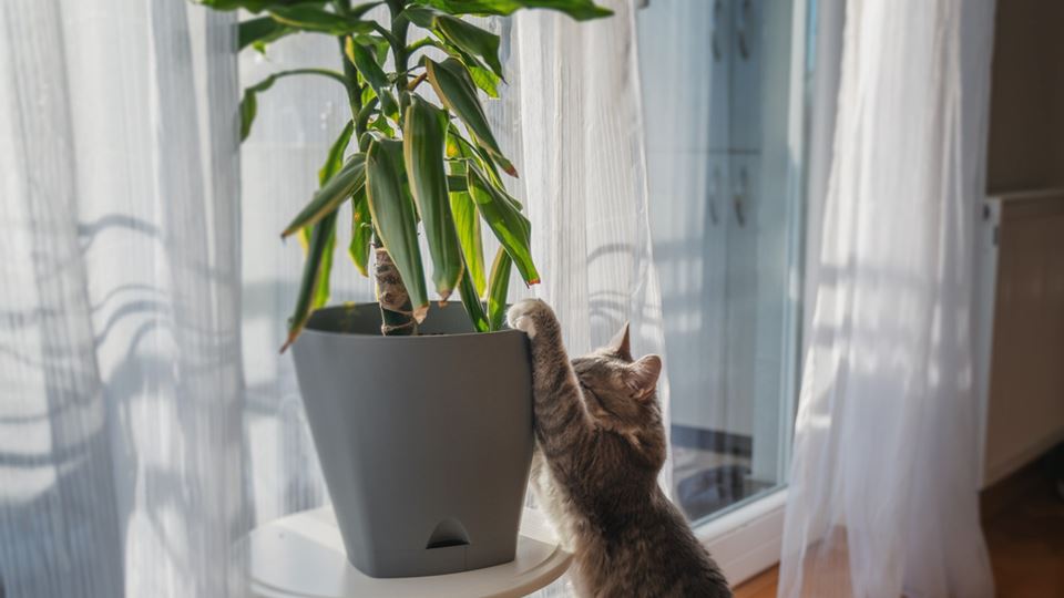 Gato a atirar-se a uma planta