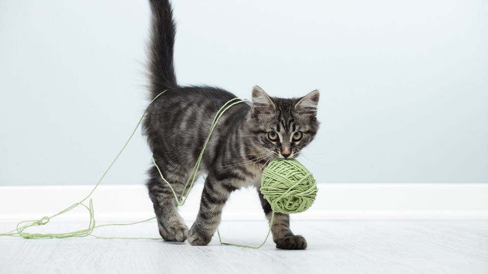 Gato a brincar com lã