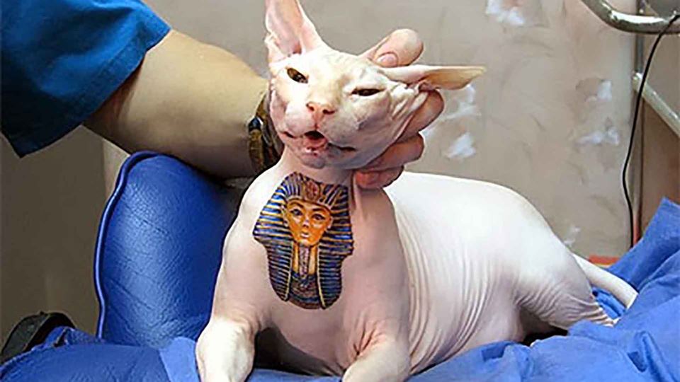 Tatuar em animais é uma prátic...
