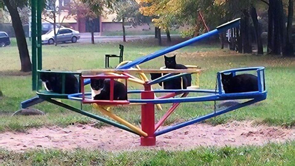 gatos em parques de diversões