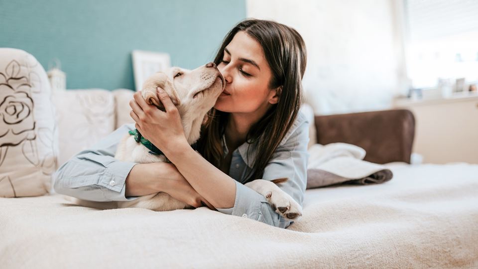 Ligação entre cão e dono