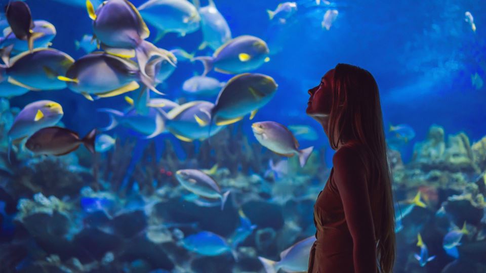 mulher a olhar para aquário destaque