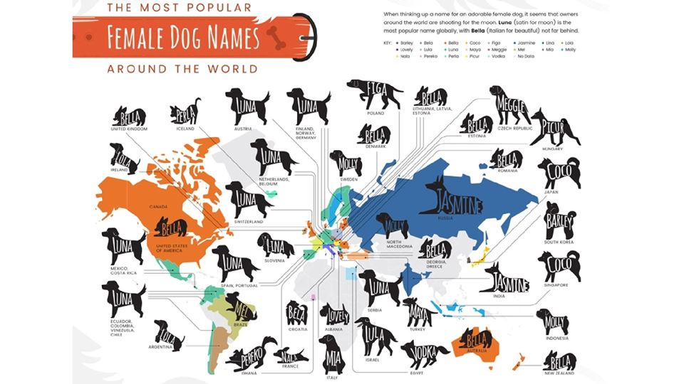 Nomes de cadelas mais usados no mundo
