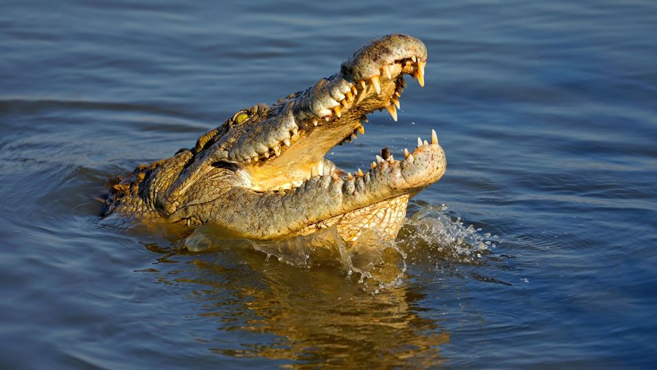 Crocodilo com 250 kg procurado...