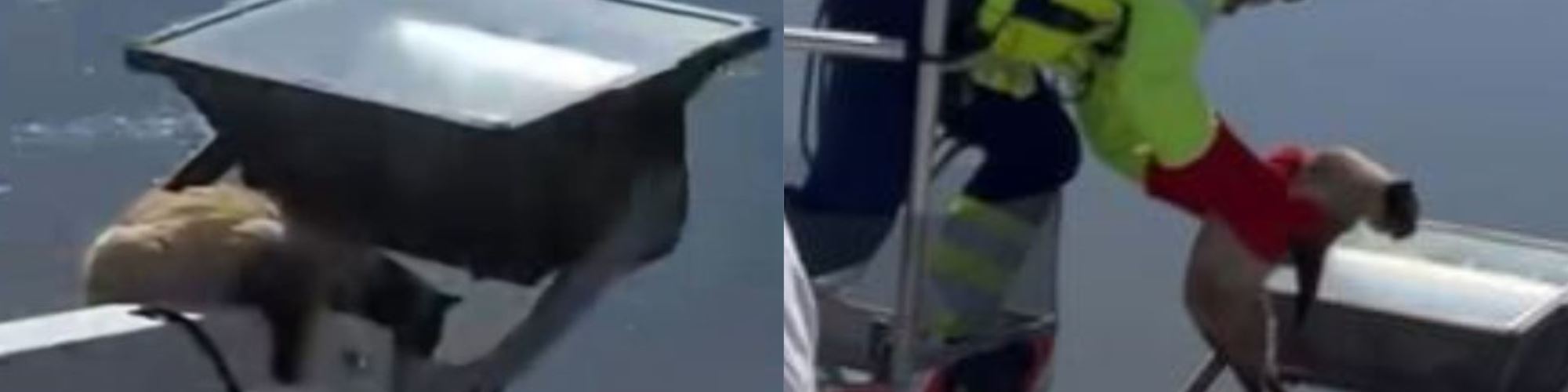 Gato fica preso em haste da Ponte Vasco da Gama e este vídeo mostra o resgate